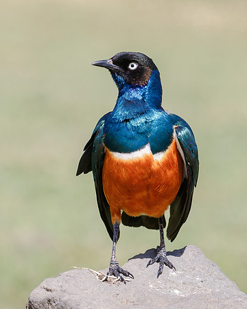 Superb Starling