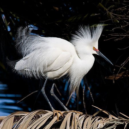 Snowy Egret, breeding plumage