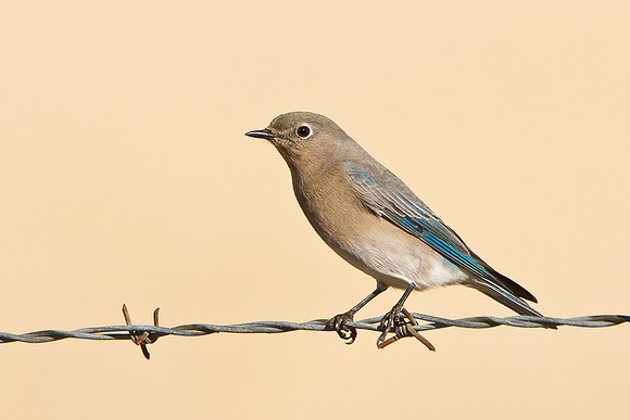 Mountain Bluebird, female