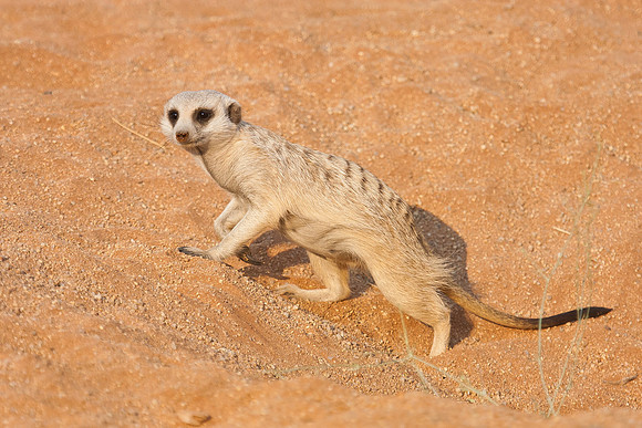 Meercat (Suricate)