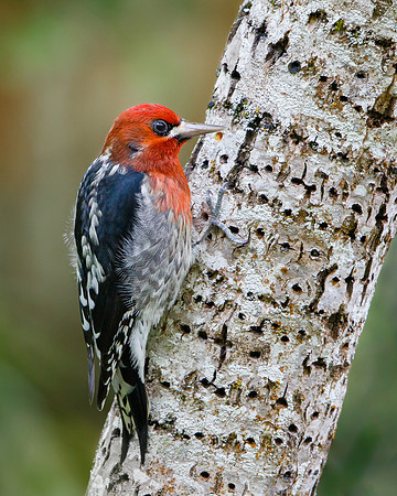 Red-breasted Sapsucker, and sap wells