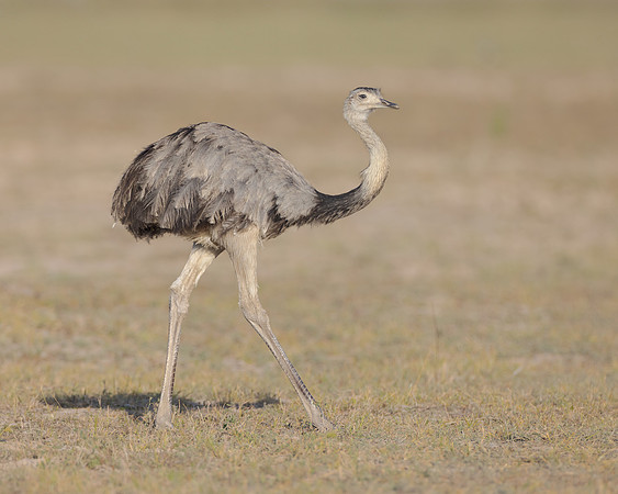 Greater Rhea
