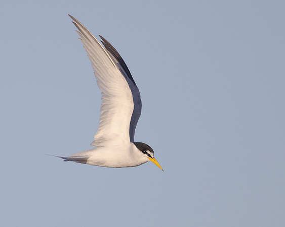 Least Tern
