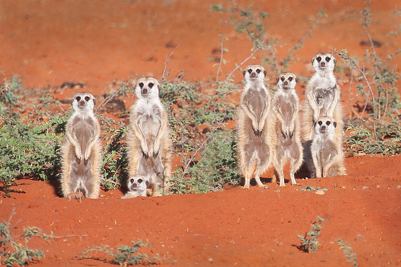 Meercat (Suricate)