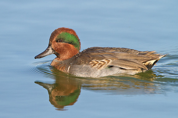 Green-winged Teal