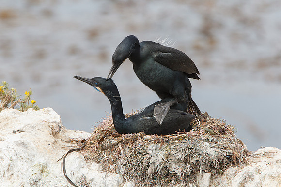 Brandt's Cormorants, mating