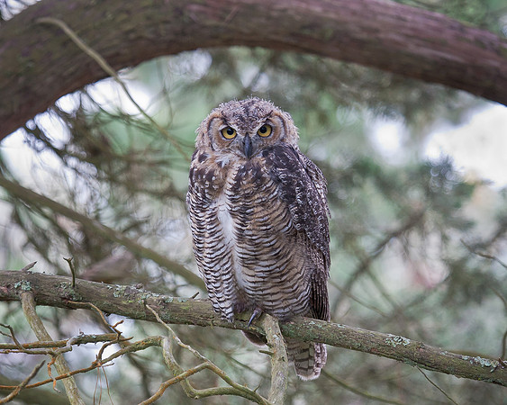 Great Horned Owl, juvenile