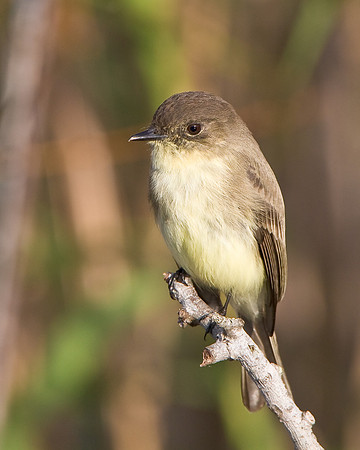 Eastern Phoebe