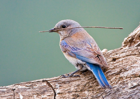 Western Bluebird, female with nesting material