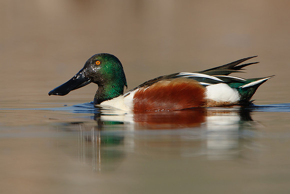 Northern Shoveler