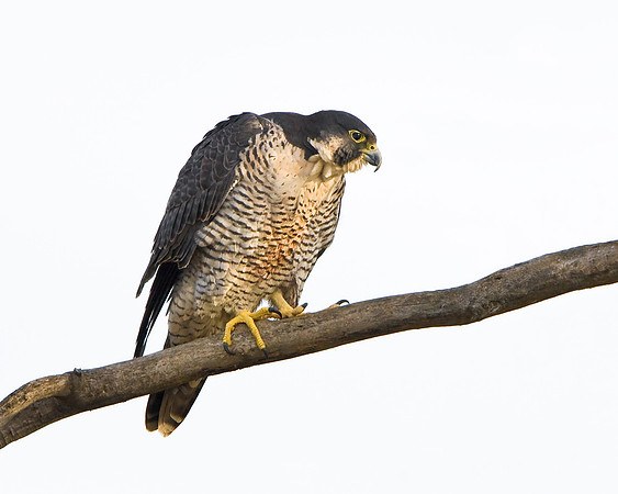 Peregrine Falcon