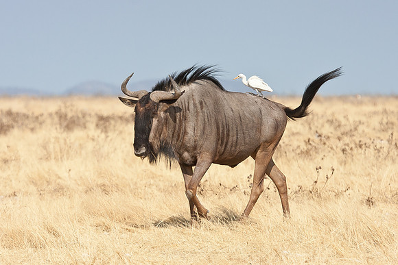 Blue Wildebeest with Cattle Egret