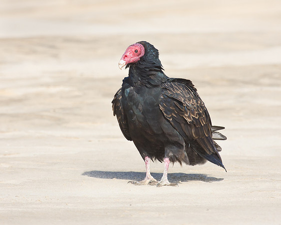 The vulture waits for the falcon to finish