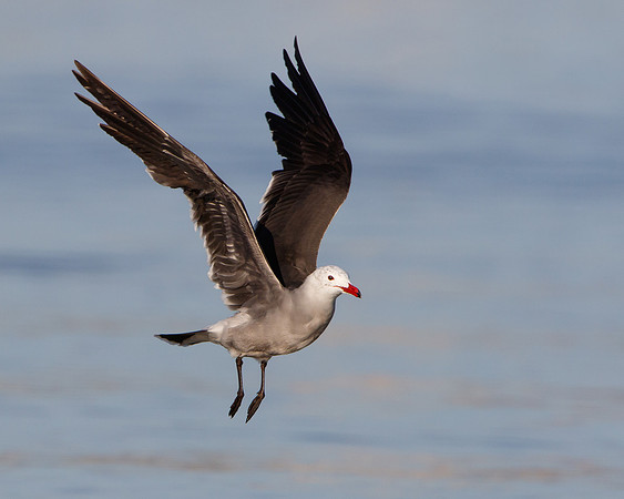 Heermann's Gull