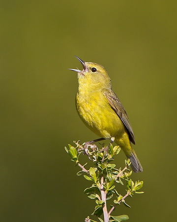 Orange-crowned Warbler singing