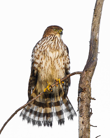 Cooper's Hawk