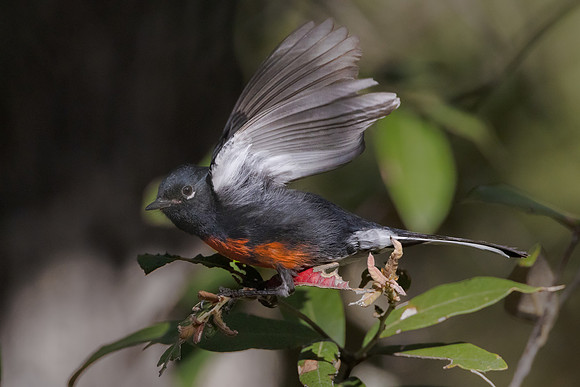 Painted Redstart