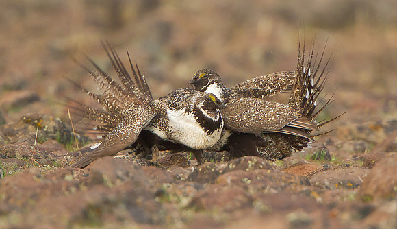 Greater Sage Grouse, sparing