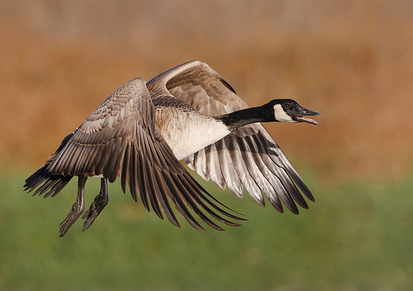 Canada Goose in flight