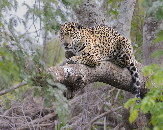 Jaguar