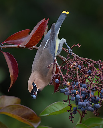 Cedar Waxwing