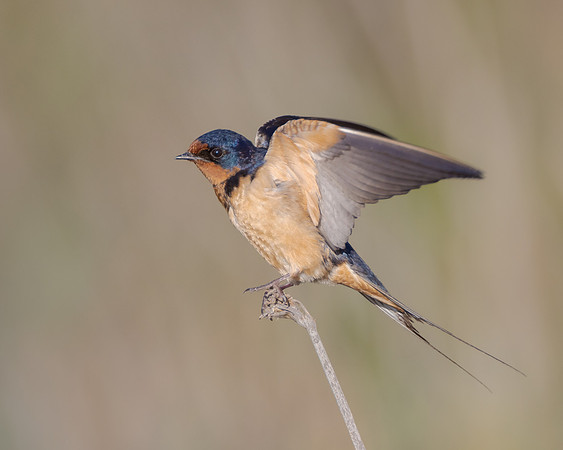 Barn Swallow