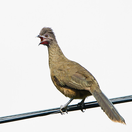 Plain Chachalaca