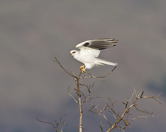 White-tailed Kite
