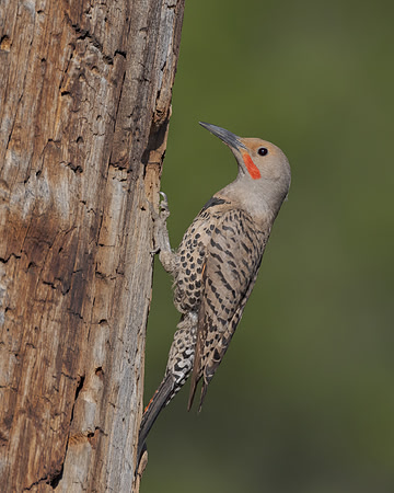Northern Flicker