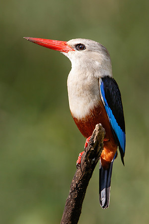 Grey-headed Kingfisher