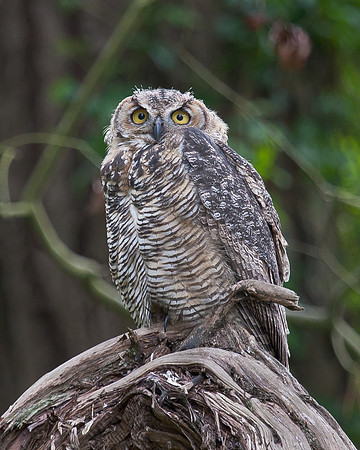 Great Horned Owl, juvenile