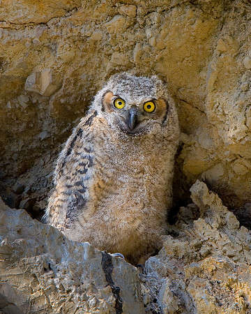 Great-horned Owl, chick