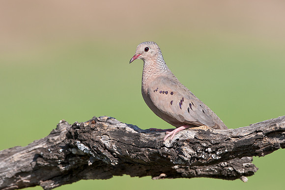 Common Ground-Dove