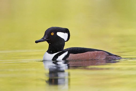 Hooded Merganser, male
