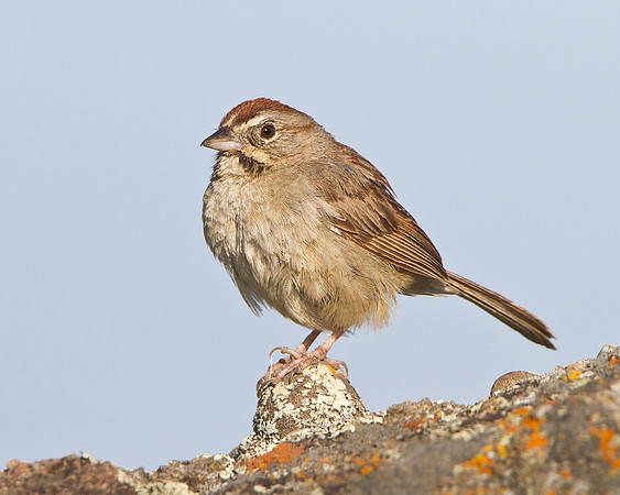 Rufous-crowned Sparrow