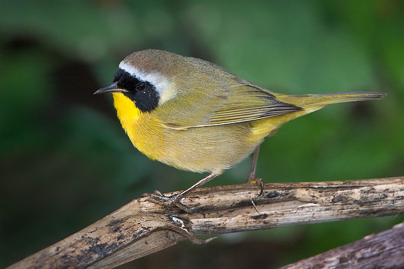 Common Yellowthroat