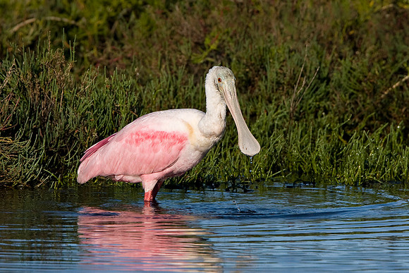 Roseate Spoonbill