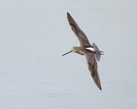 Dowitcher