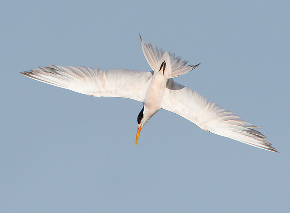 Elegant Tern, diving