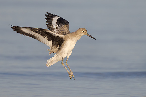 Willet