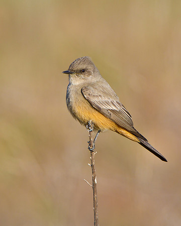 Say's Phoebe