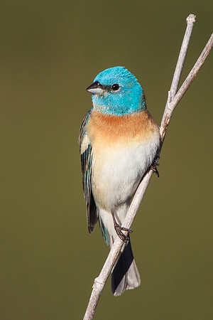 Lazuli Bunting