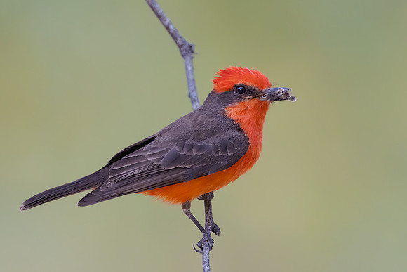 Vermilion Flycatcher