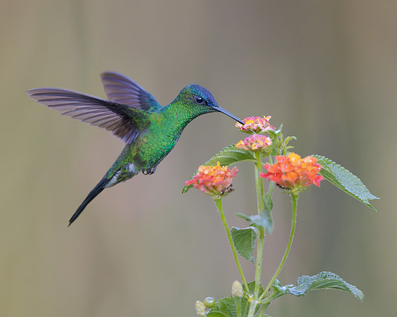 Violet-capped Woodnymph