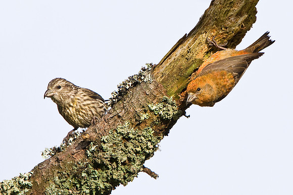 Red Crossbill