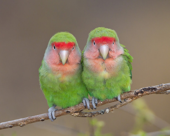 Rosy-faced Lovebirds preening