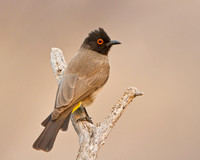 African Red-eyed Bulbul