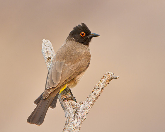 African Red-eyed Bulbul