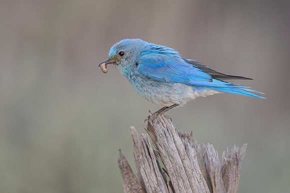Mountain Bluebird