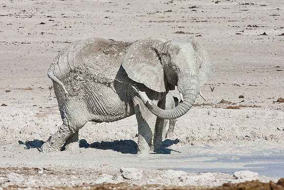 African Elephant, bathing in mud